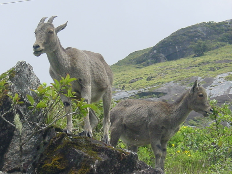 File:Niltahr.jpg