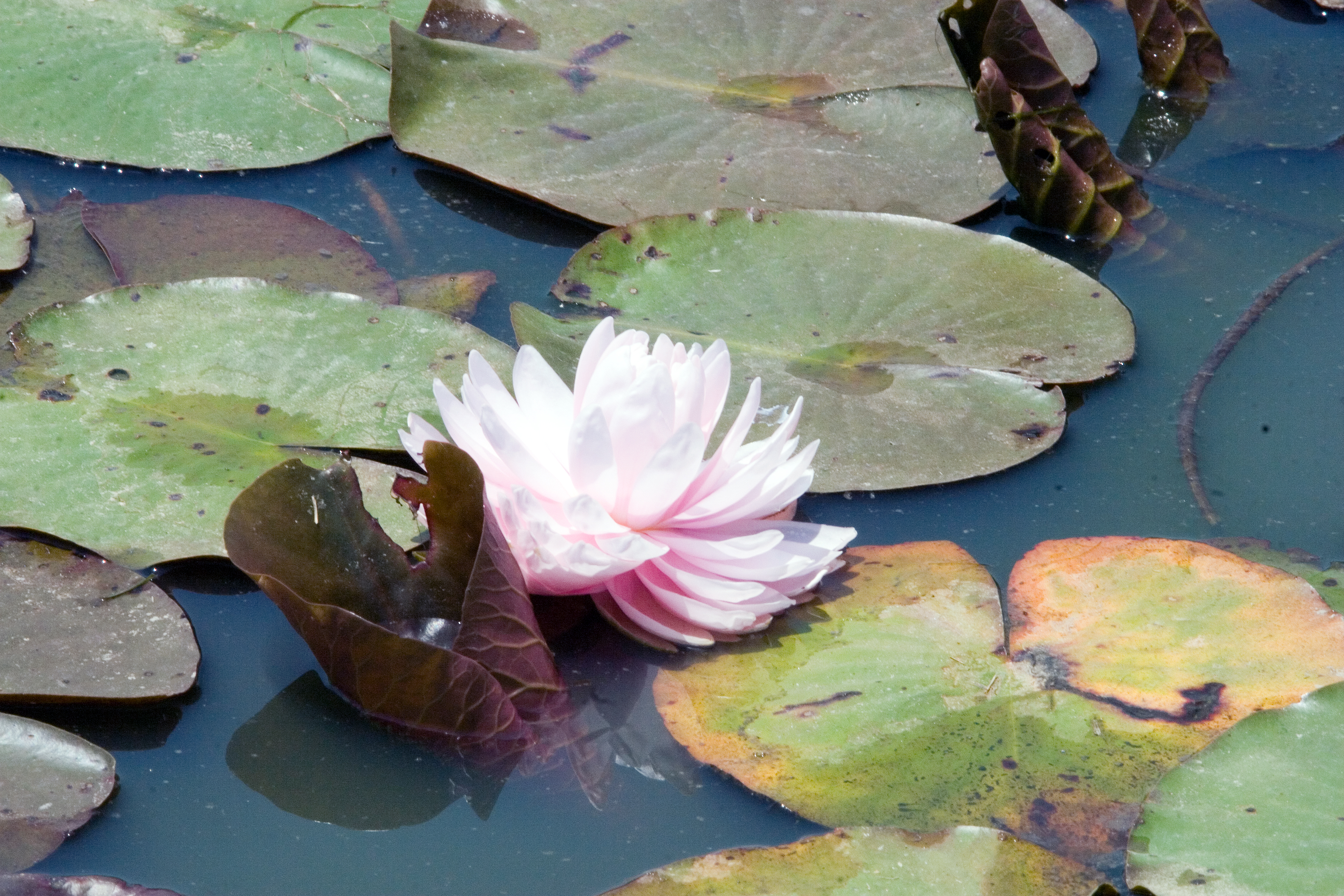 File Nymphaea Lily Pons 0zz Jpg Wikimedia Commons