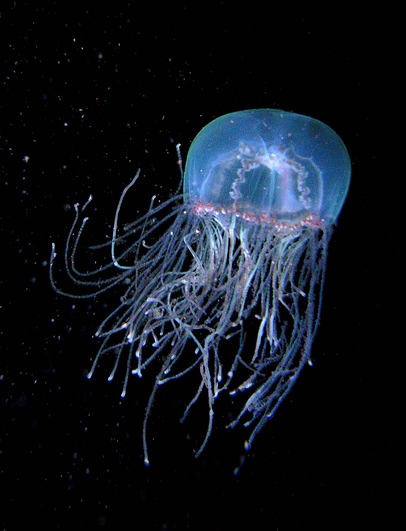 Медуза оса красивые фото и картинки