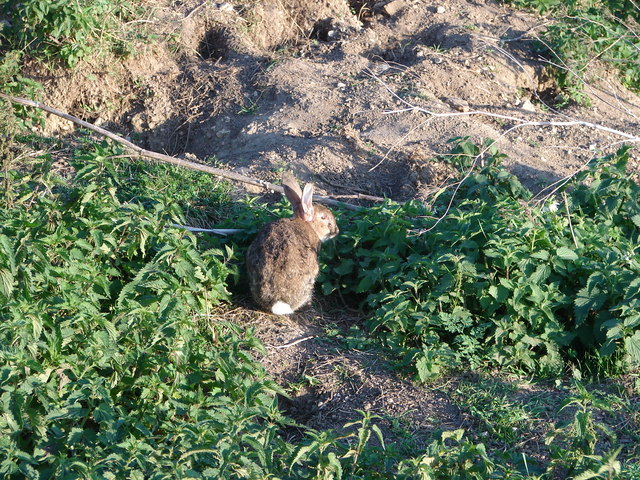 File:Oohhh a Bunny Rabbit! - geograph.org.uk - 245178.jpg