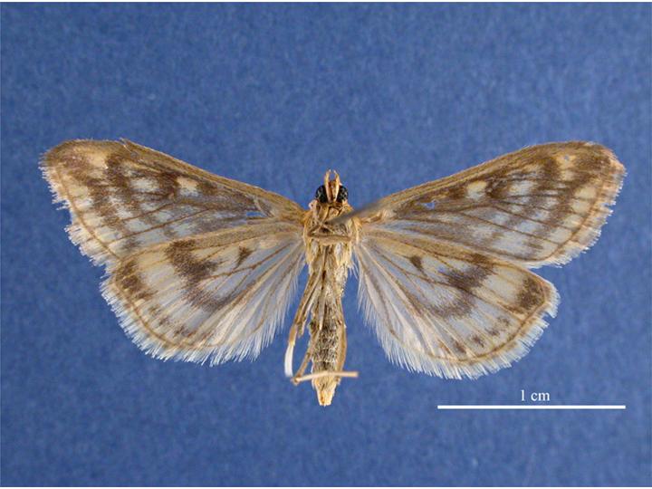 File:Ostrinia nubilalis female ventral.jpg