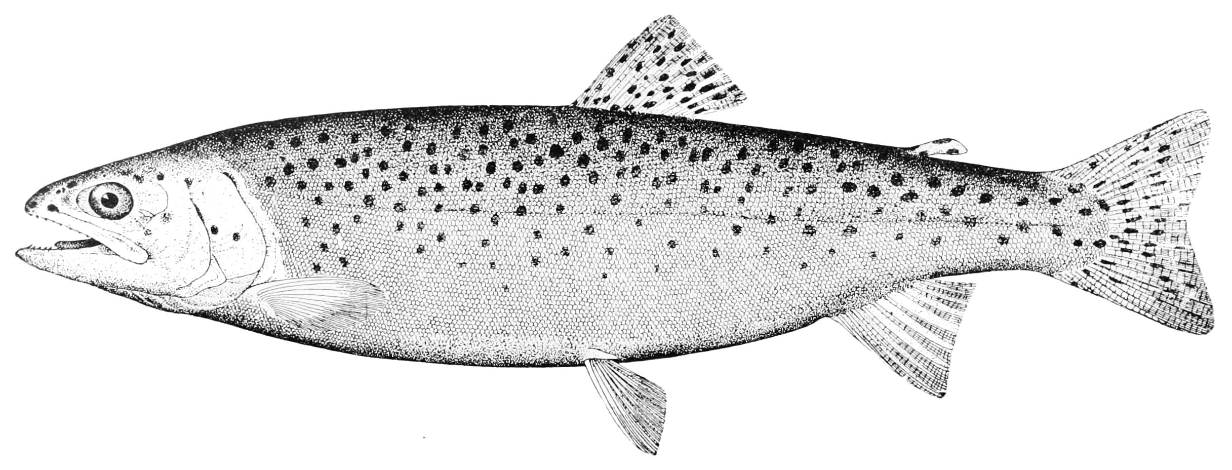 File:PSM V47 D194 Rainbow trout adult salmo mykiss walbaum.jpg