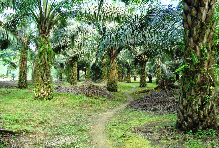 File Perkebunan kelapa sawit milik rakyat 15 JPG 