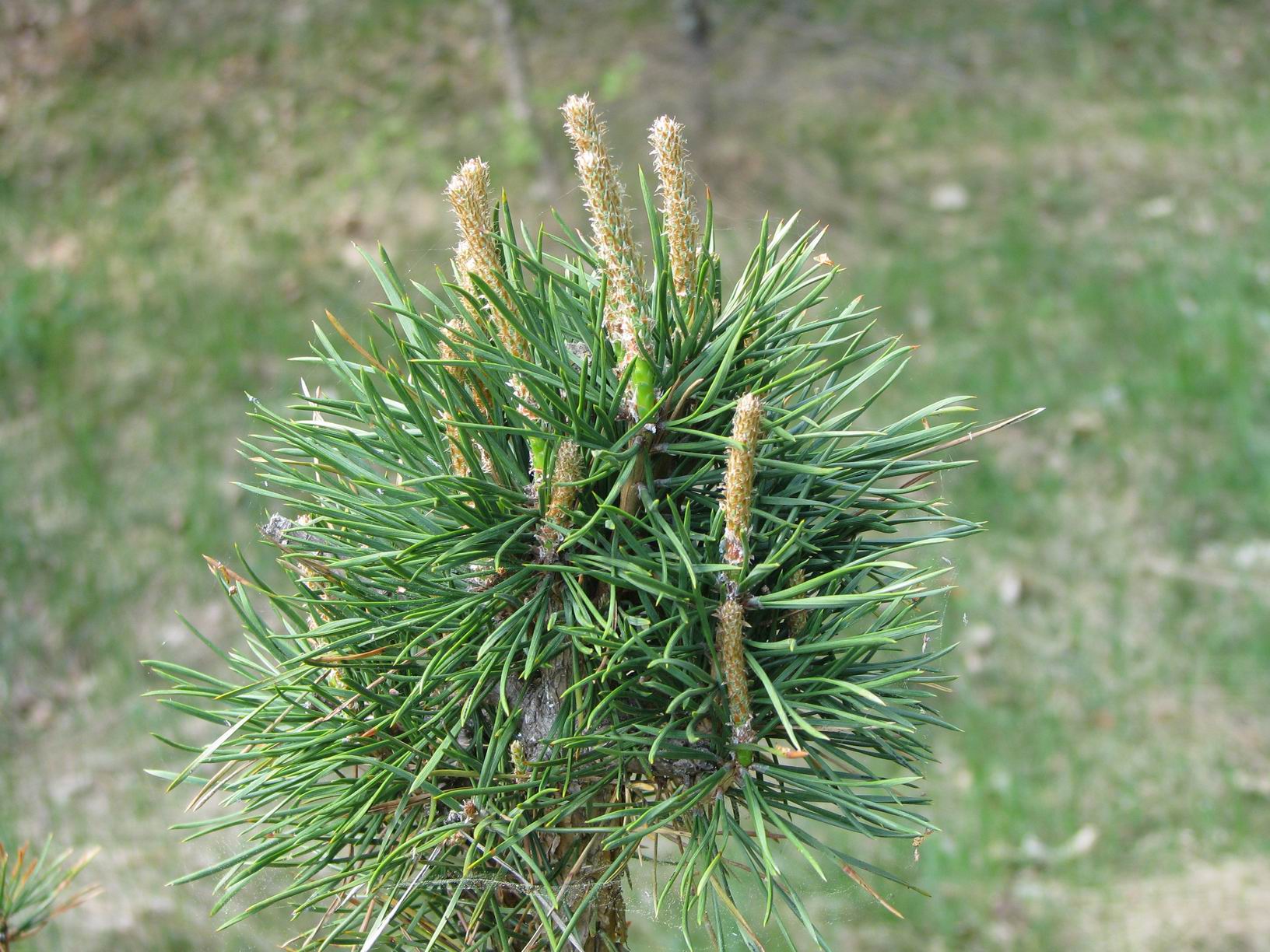 Хвойные ru. Pinus Sylvestris. Pinus densata. Pinus Sylvestris Moseri. Pinus Sylvestris Frensham.