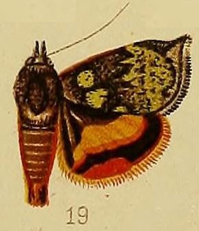 <i>Hyblaea flavipicta</i> Moth species in family Hyblaeidae