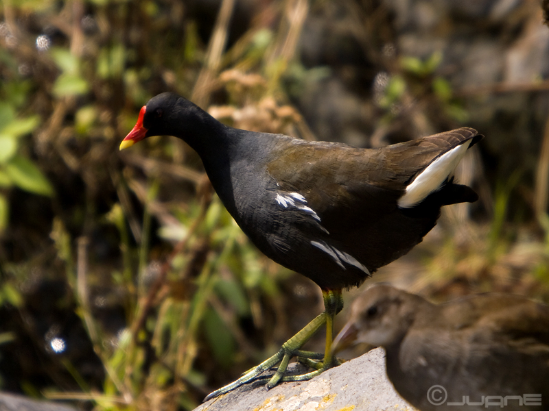 File:Polla de agua, (Gallinula chloropus) (3484242020).jpg