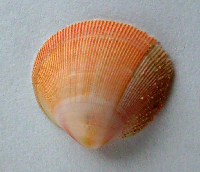 File:Pratulum pulchellum.JPG