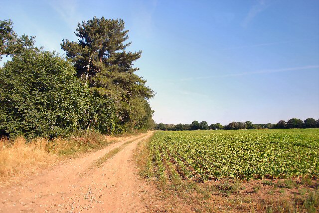 File:Private farm track at Tuddenham - geograph.org.uk - 207870.jpg