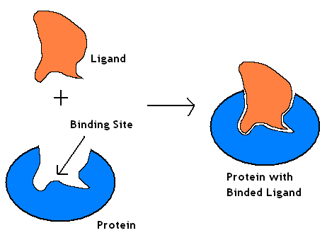 binding site vs active site