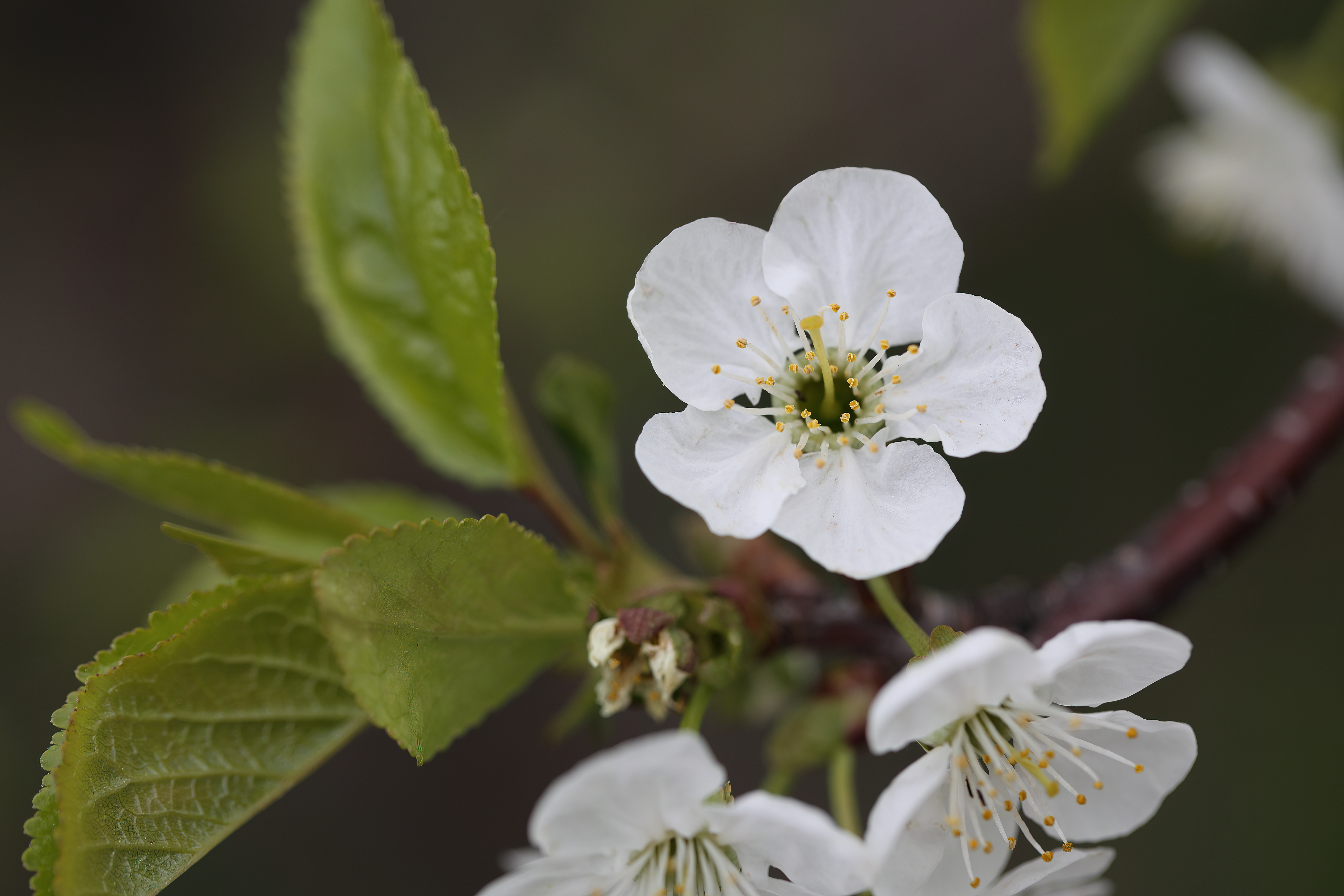 Prunus перевод