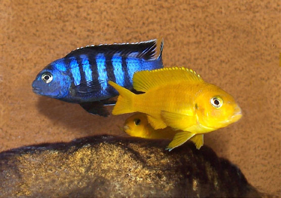 pseudotropheus