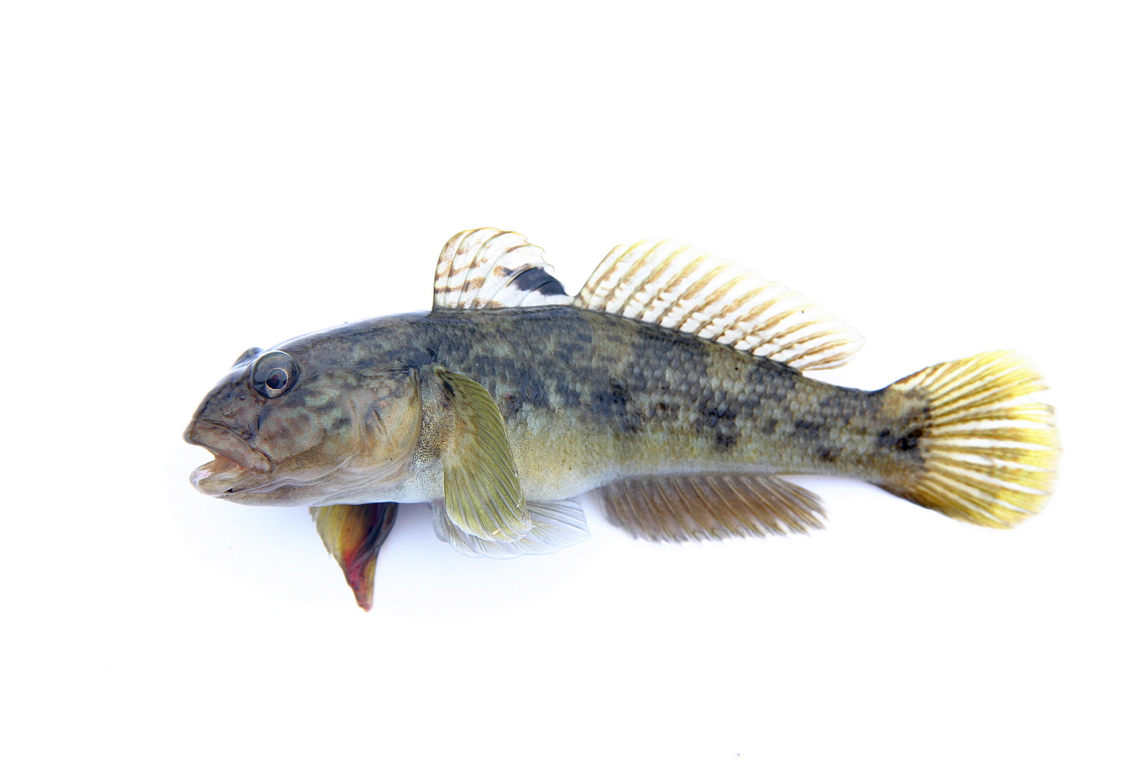 Note the black spot on the dorsal fin. A goby's pelvic fins are also fused into a singular disk. 