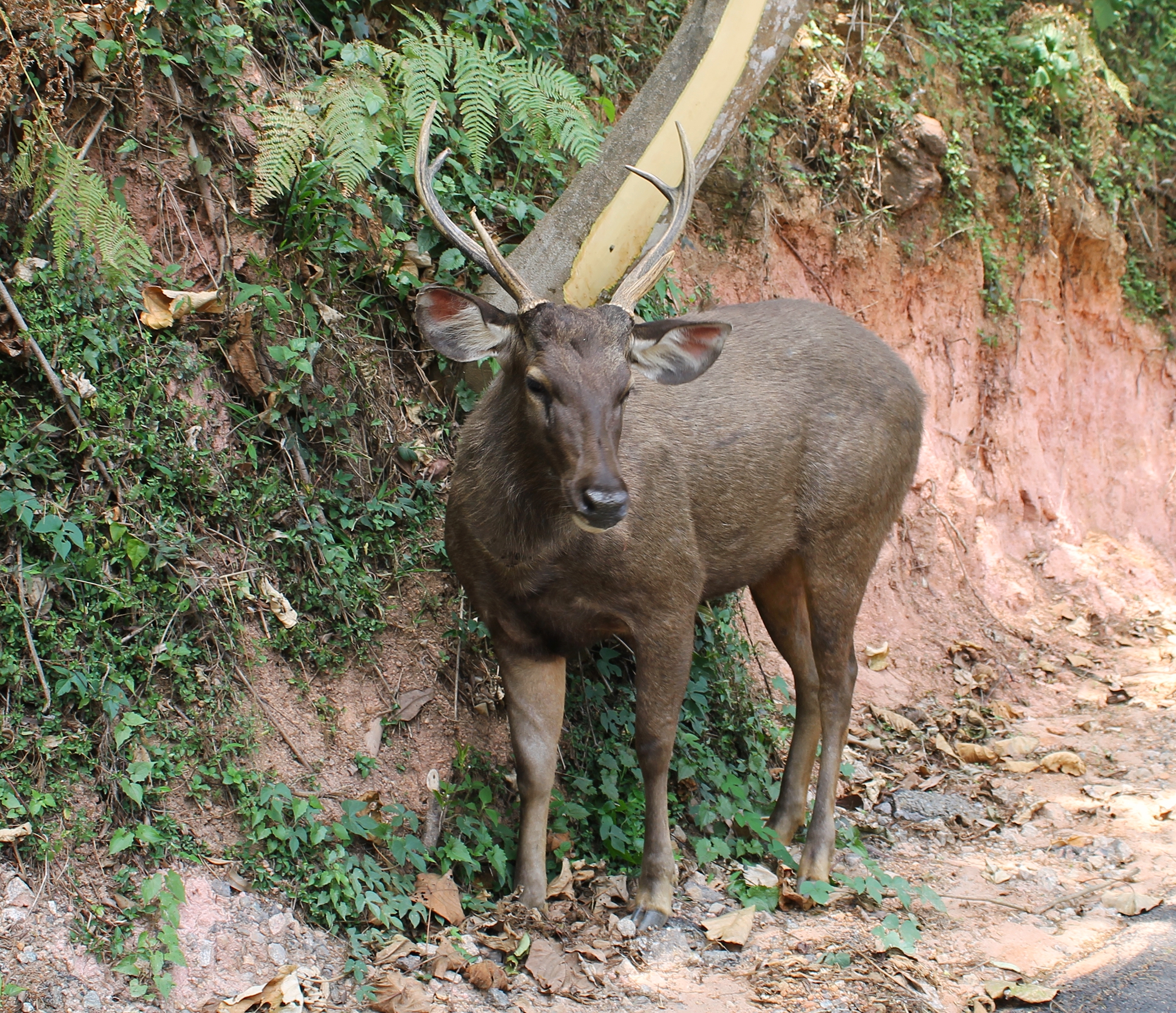 File:Sambar deer in the  - Wikimedia Commons