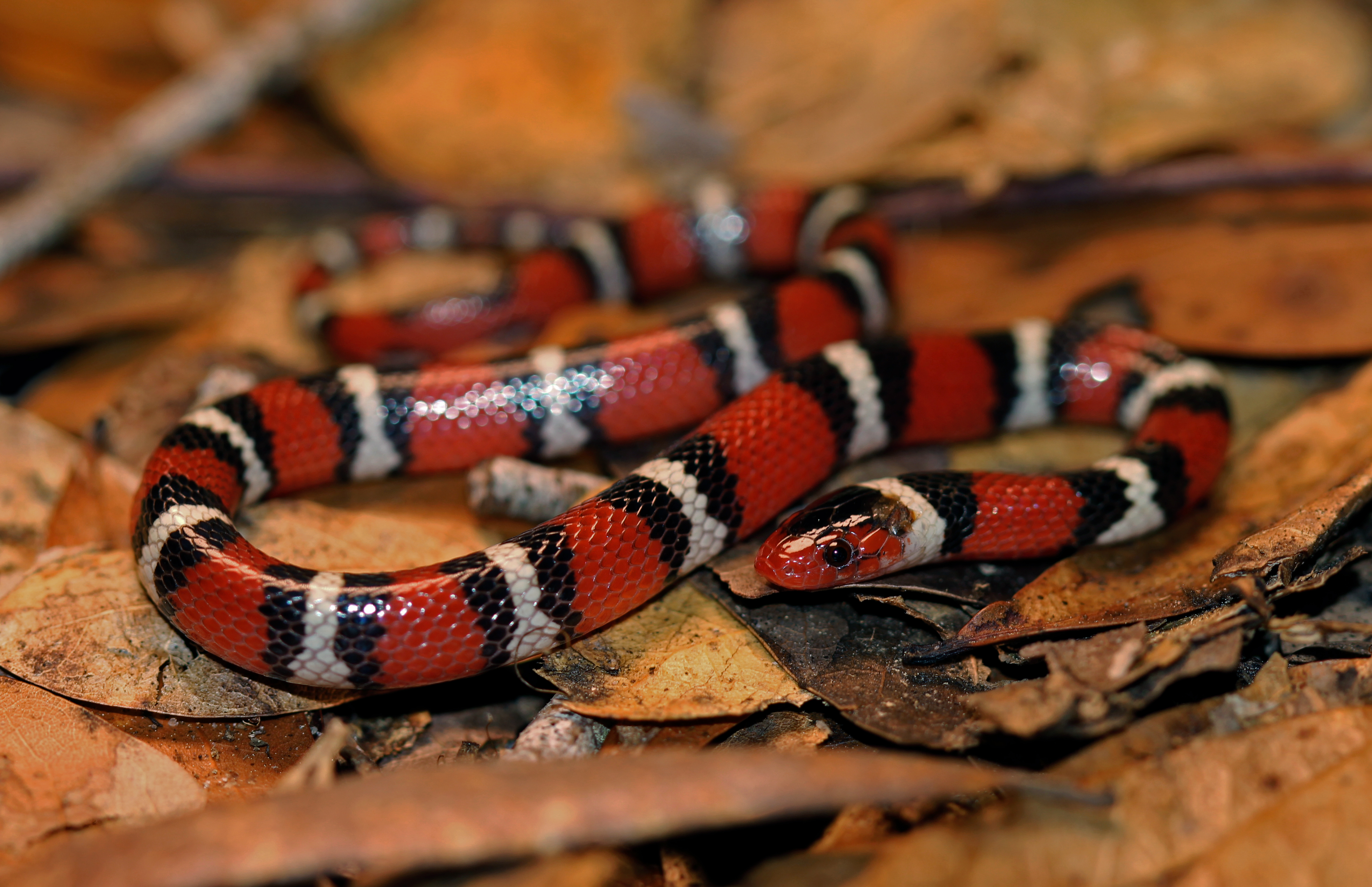 scarlet king snake head