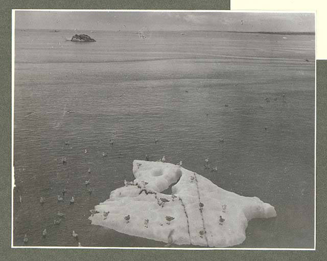 File:Seagulls probably on Yakutat Bay, Alaska, June 1899 (HARRIMAN 70).jpg