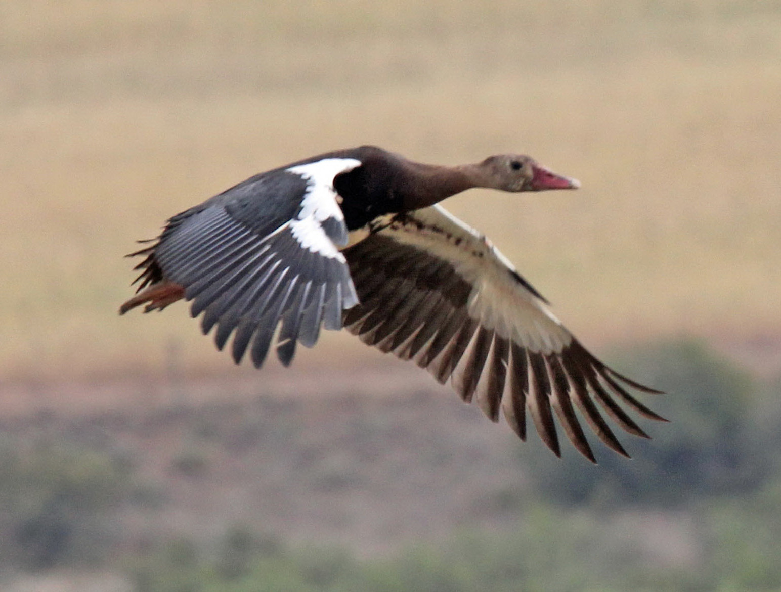 Spur-winged Goose RWD4.jpg