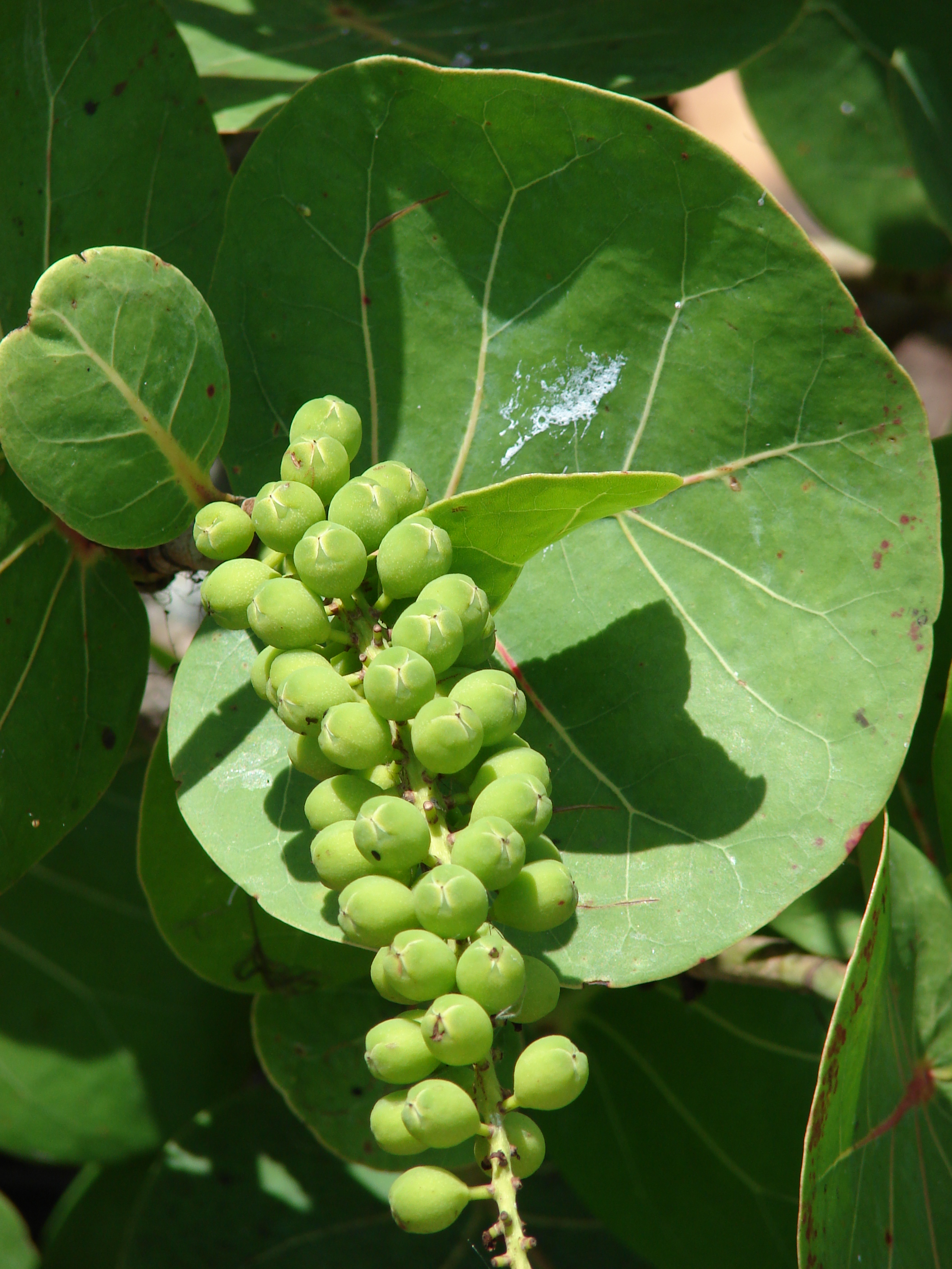 Coccoloba uvifera. Кокколоба ягодоносная. Кокколоба опушённая. Кокколоба лист.