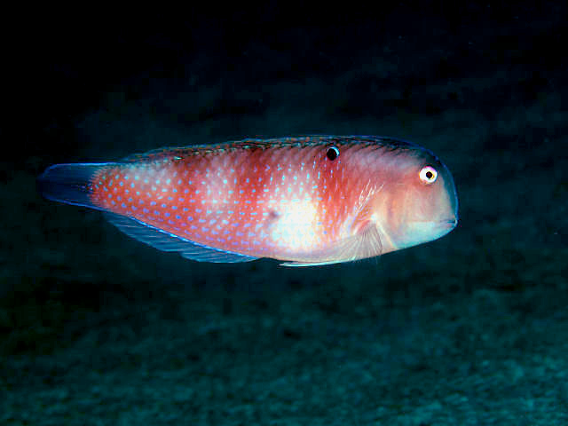 ANTIFISH x STOCKFISH, quem vencerá? Duelo de BOTS! 