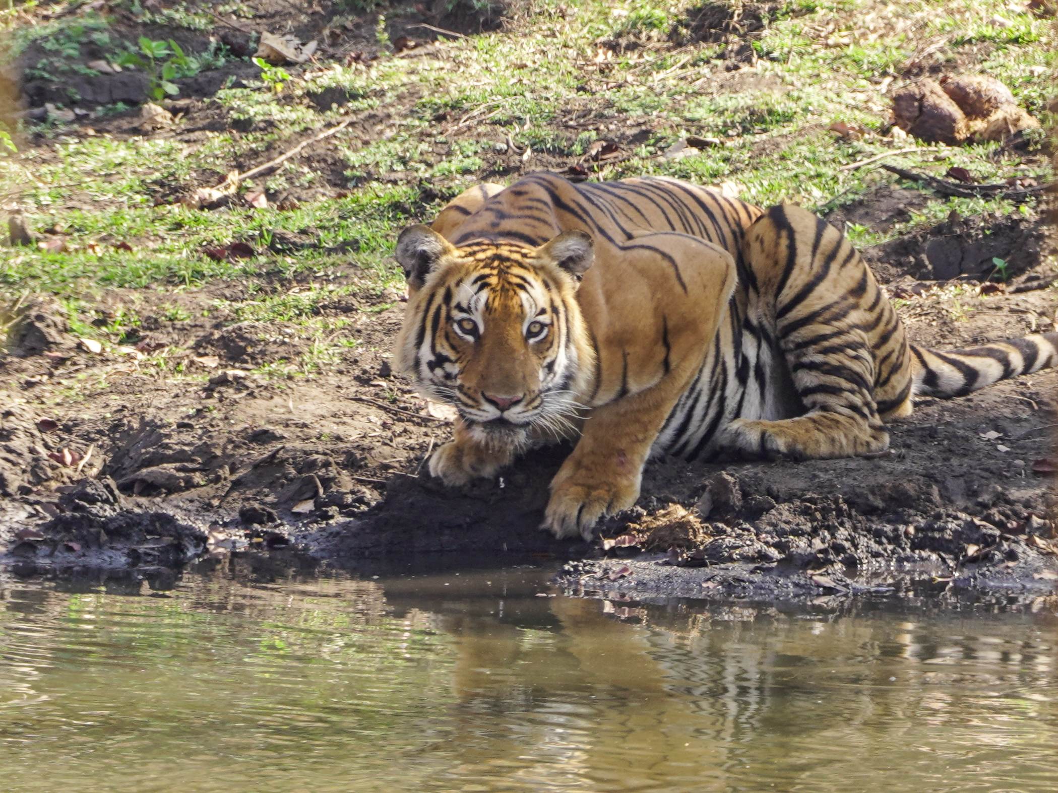 Mudumalai Tiger Reserves Ooty Visiting Places