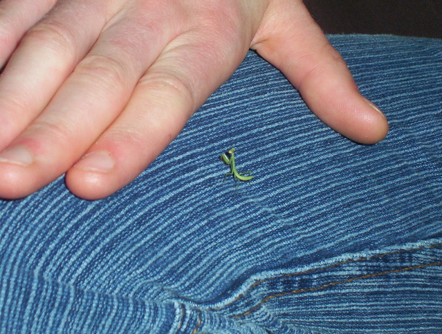 File:Tinymantis.jpg