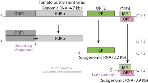 File:Tombusviridae genome.png