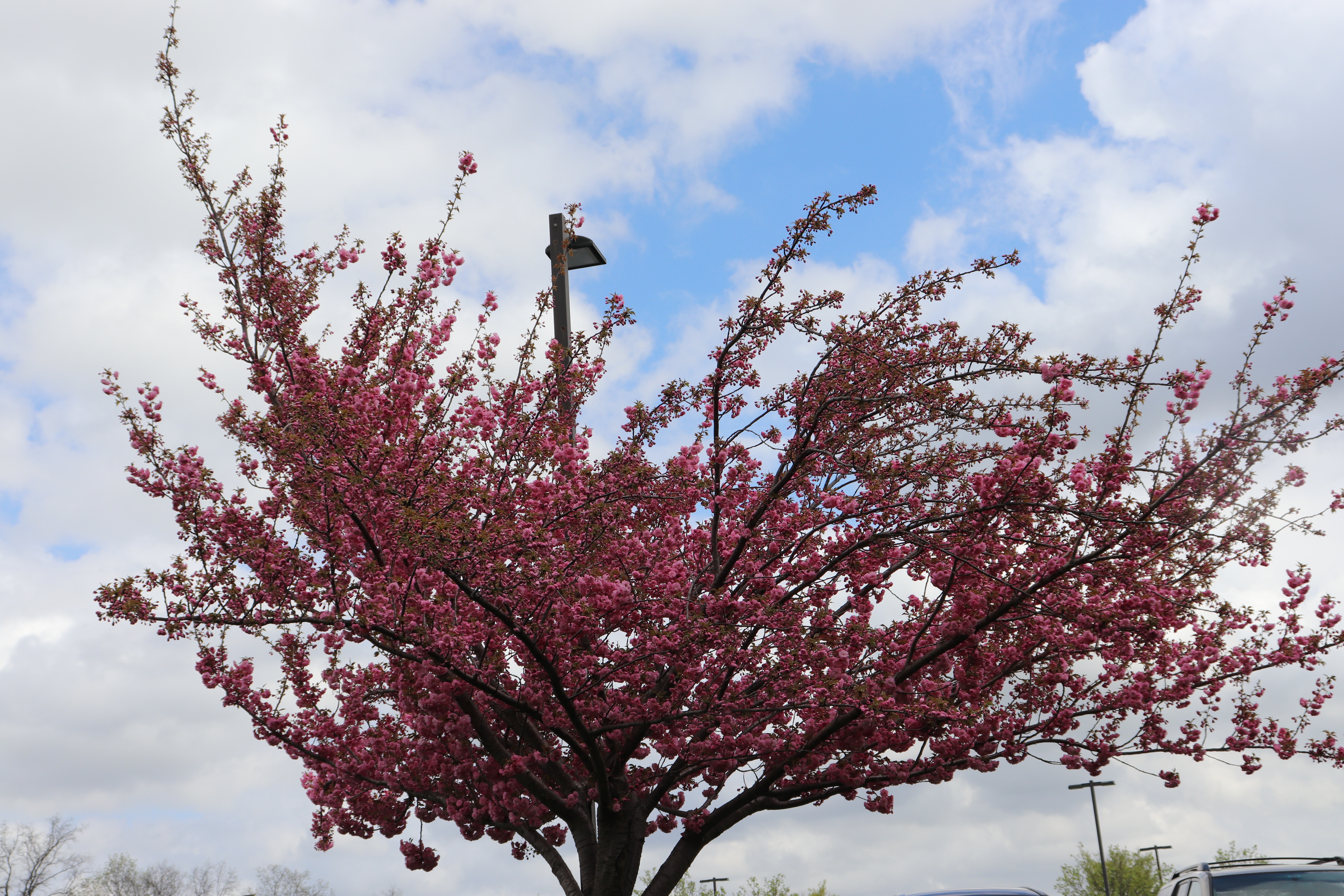 Filing tree