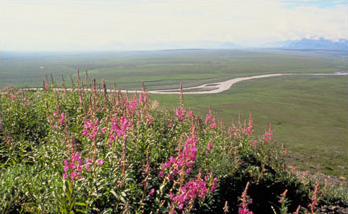 Tundra de Alaska en verano