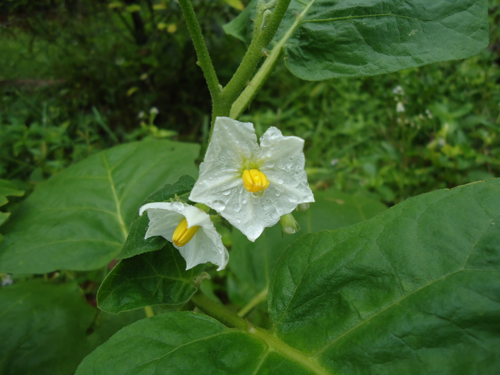 File:Vazhuthananga Brinjal flower.jpg - Wikimedia Commons