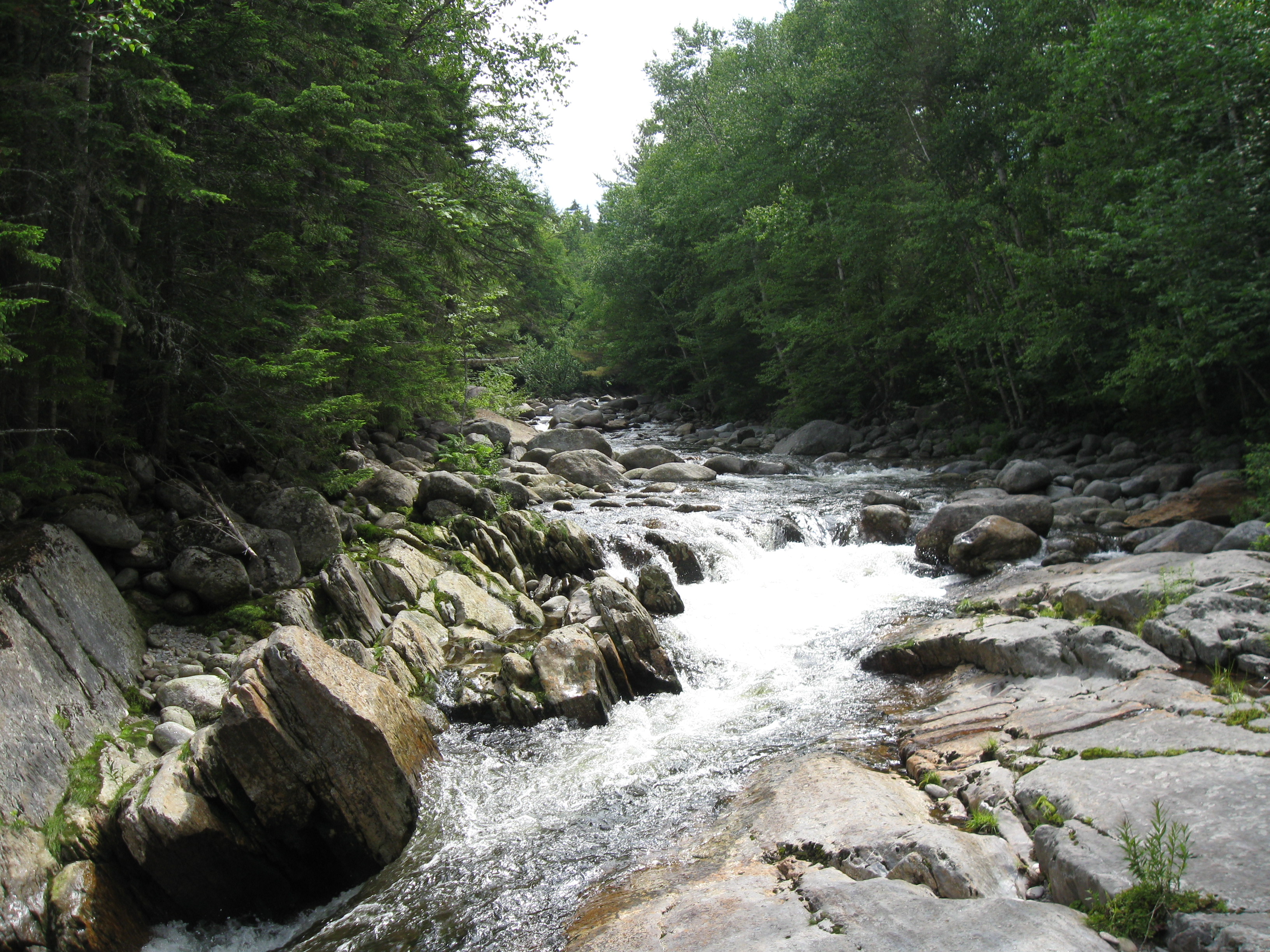 West river. Branch of River. Branch in the River.