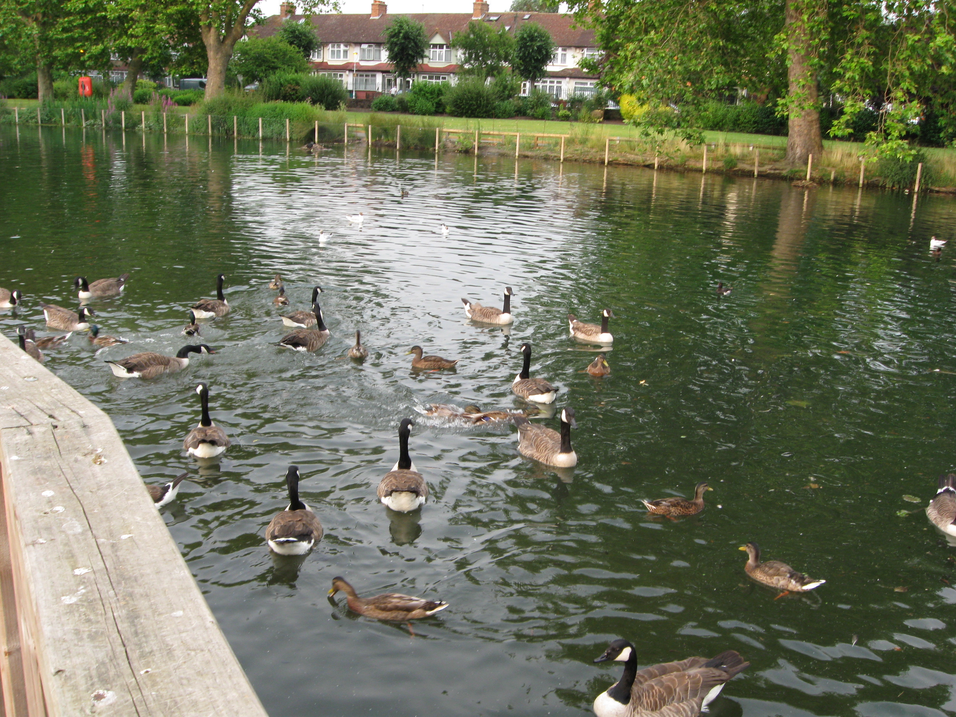 Waddon Ponds