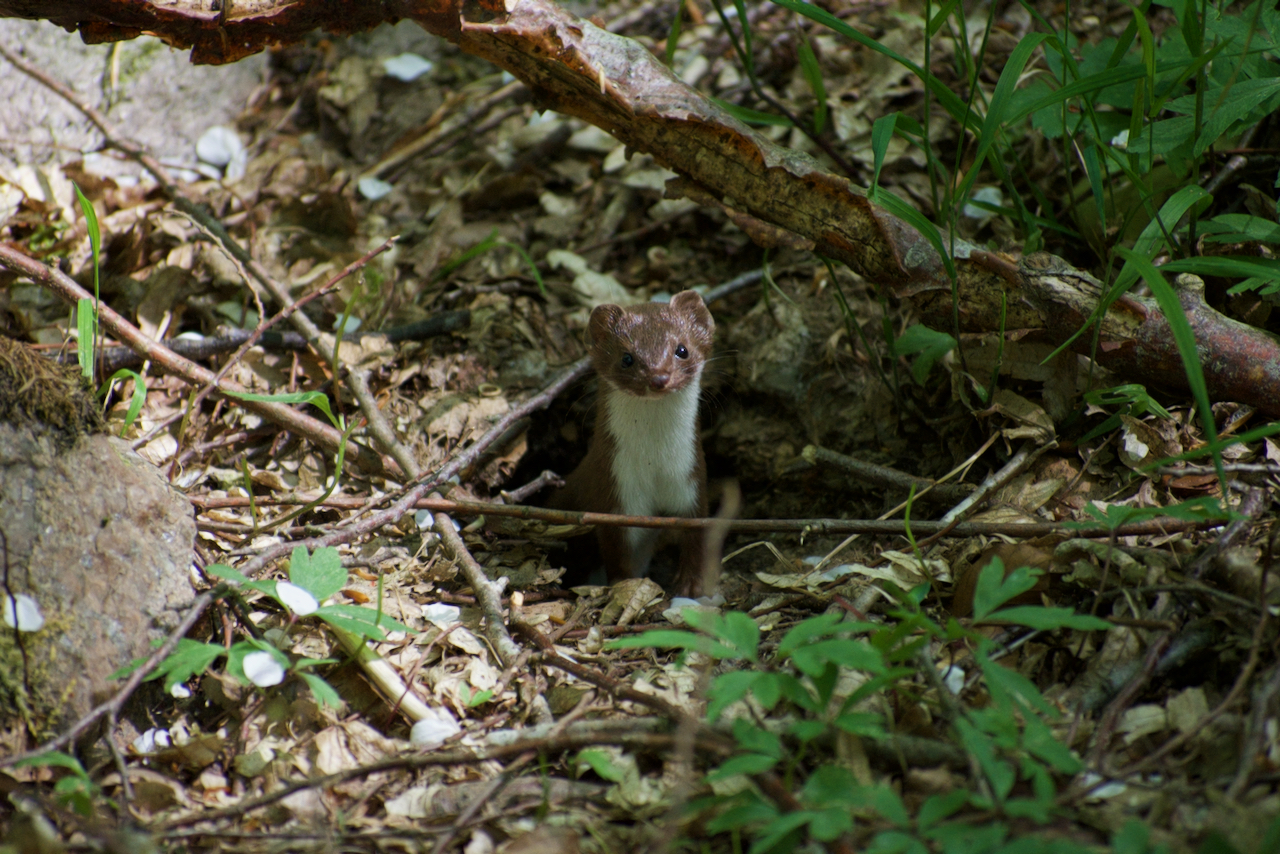 Least weasel - Wikipedia