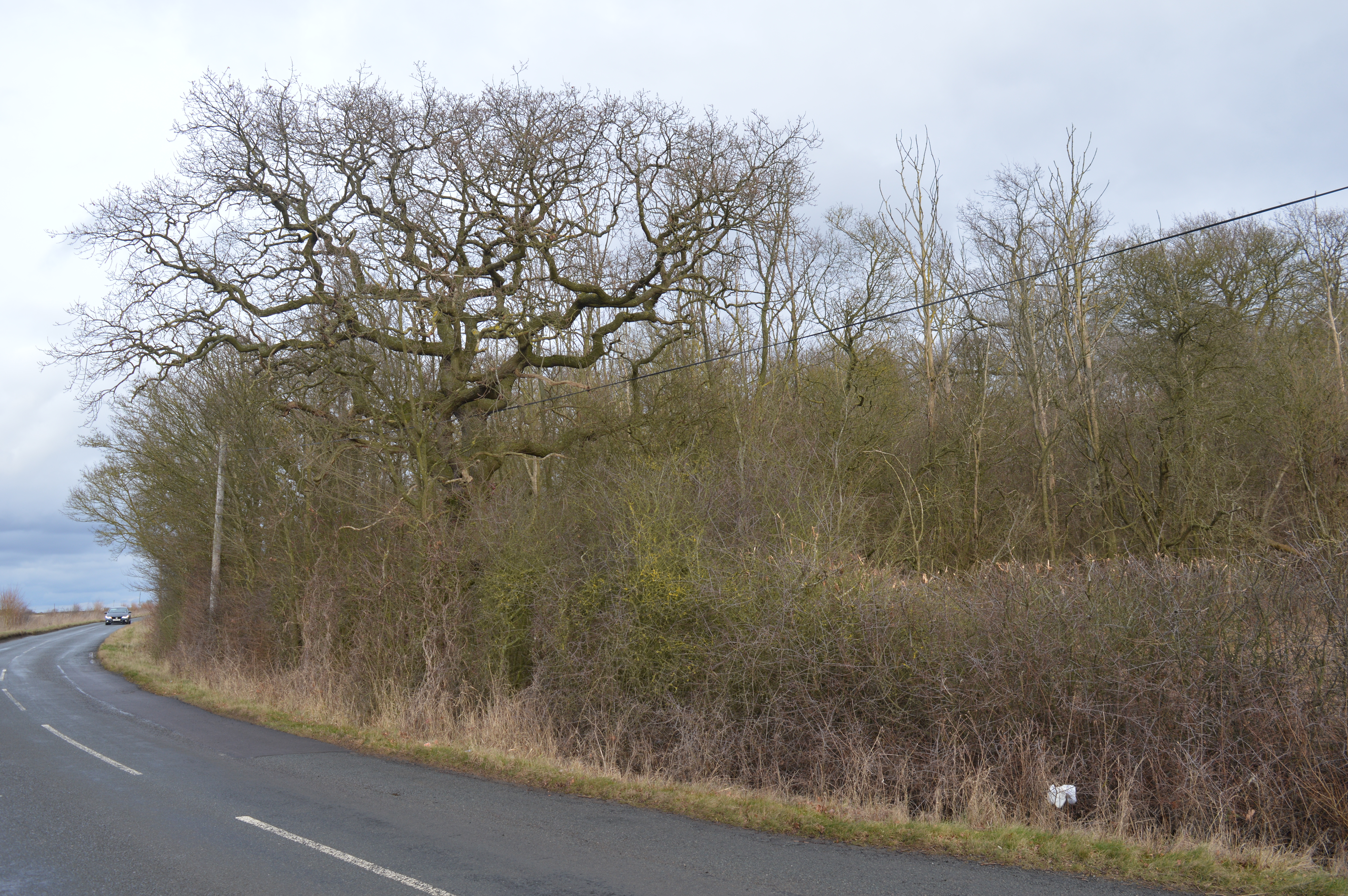 Weaveley and Sand Woods