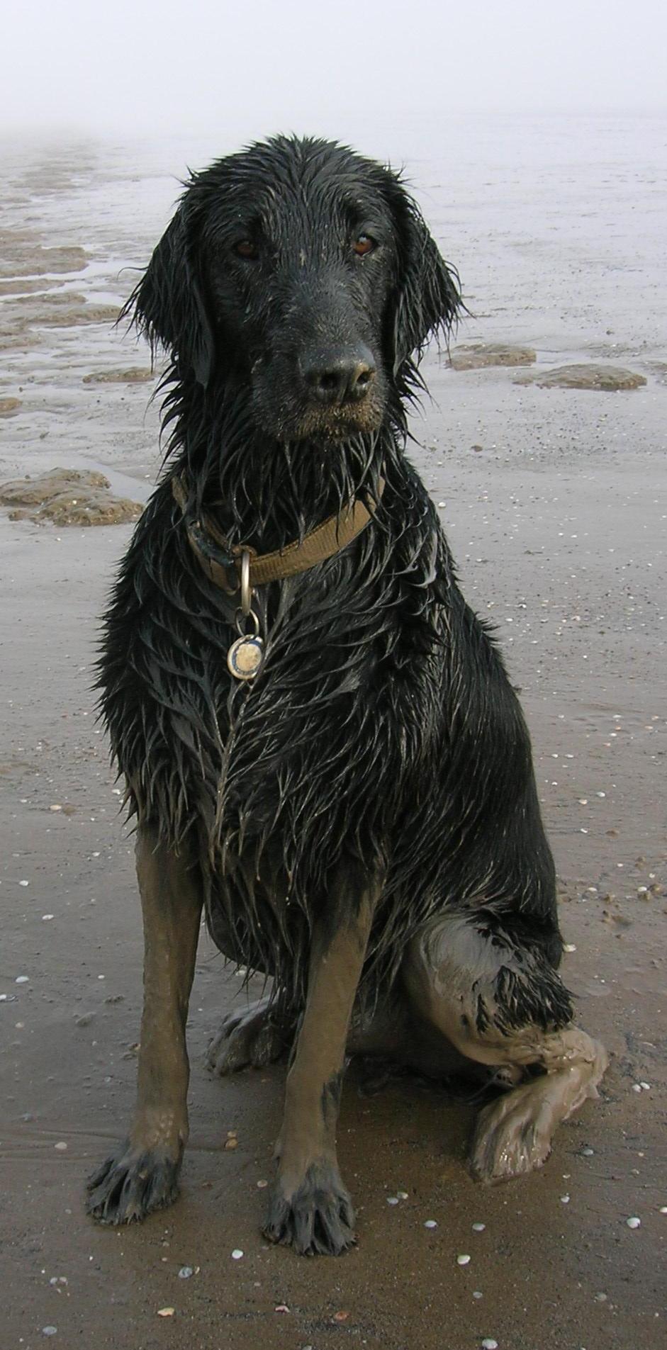 Flat Coated Retriever - Dog Scanner