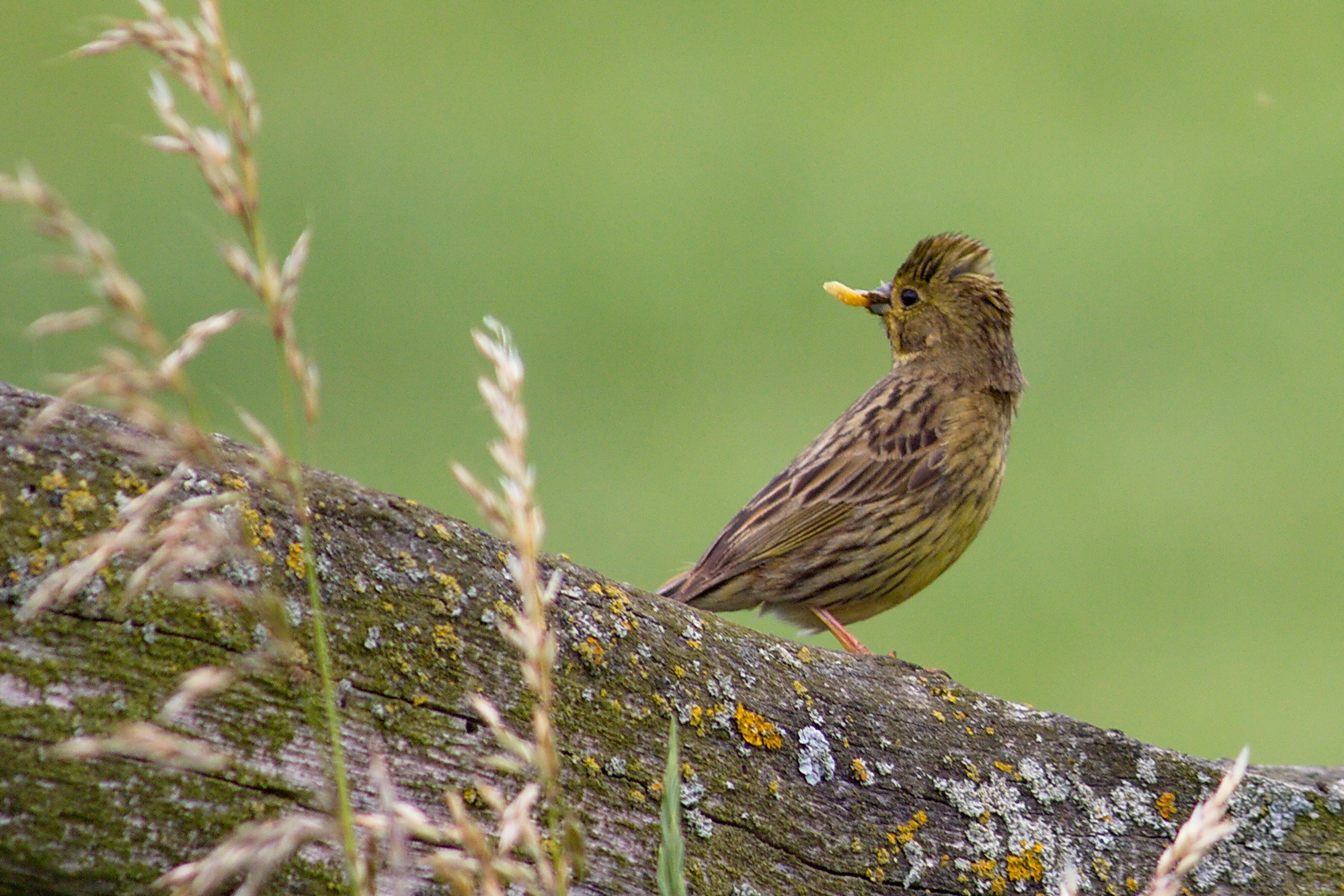 Юла птица. Полевой Жаворонок. Лесной Жаворонок. Жаворонок Lark-Bird. Жаворонок размер птицы.