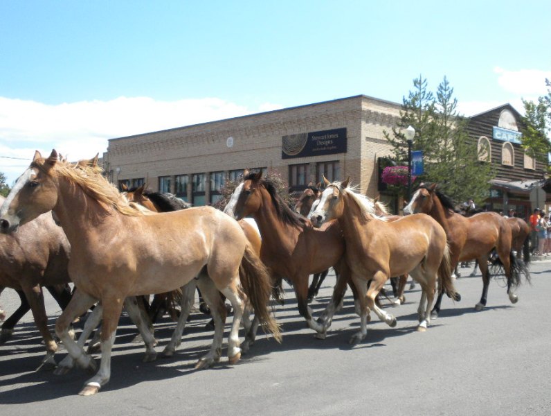 File:Wild horse run (5988550463).jpg