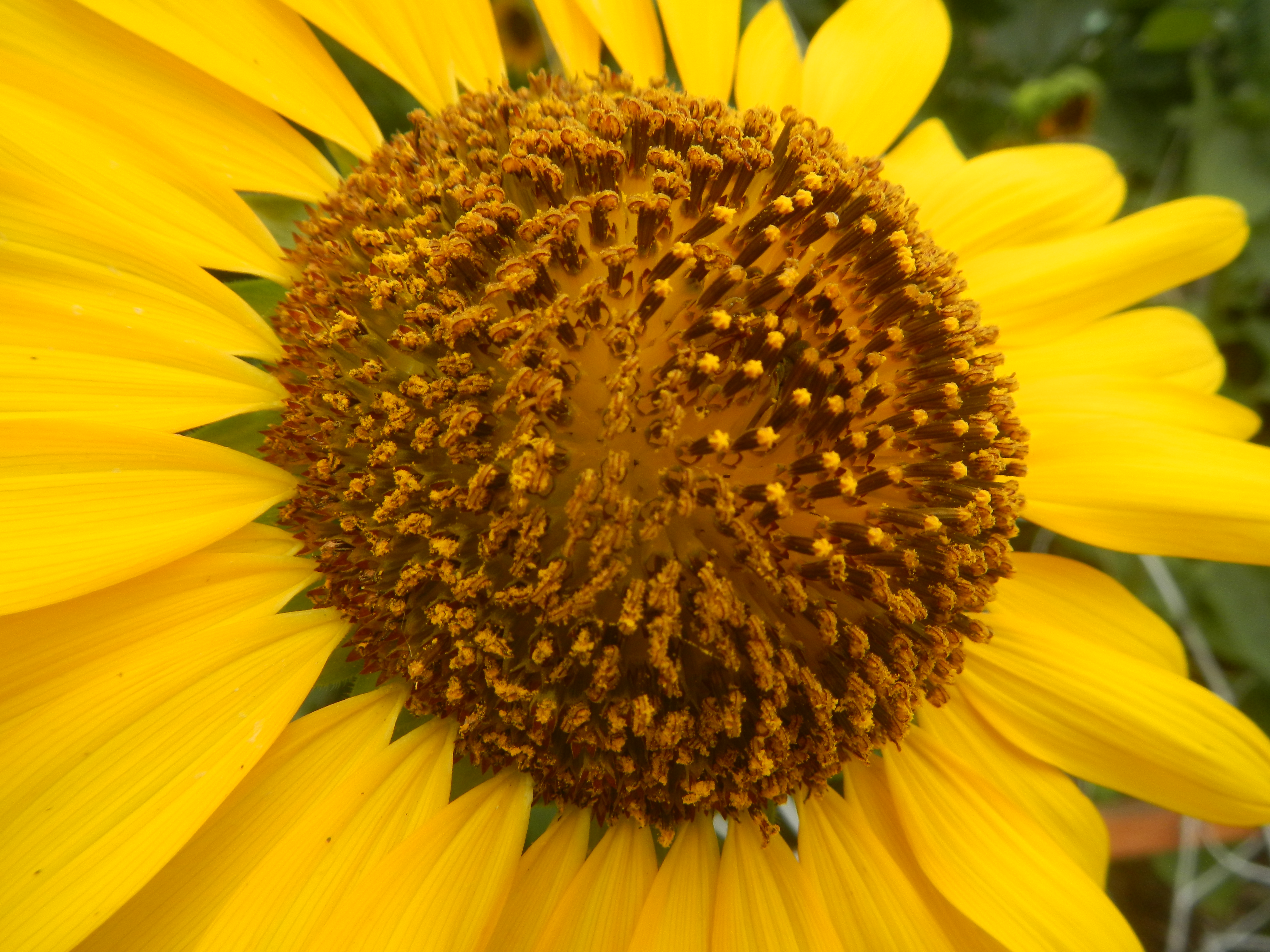 Helianthus annuus в косметике. Helianthus annuus. Helianthus annuus Hybrid Oil. Helianthus pauciflorus.