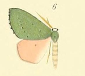 File:06-Lasiochlora bicolor (Thierry-Mieg, 1907).JPG