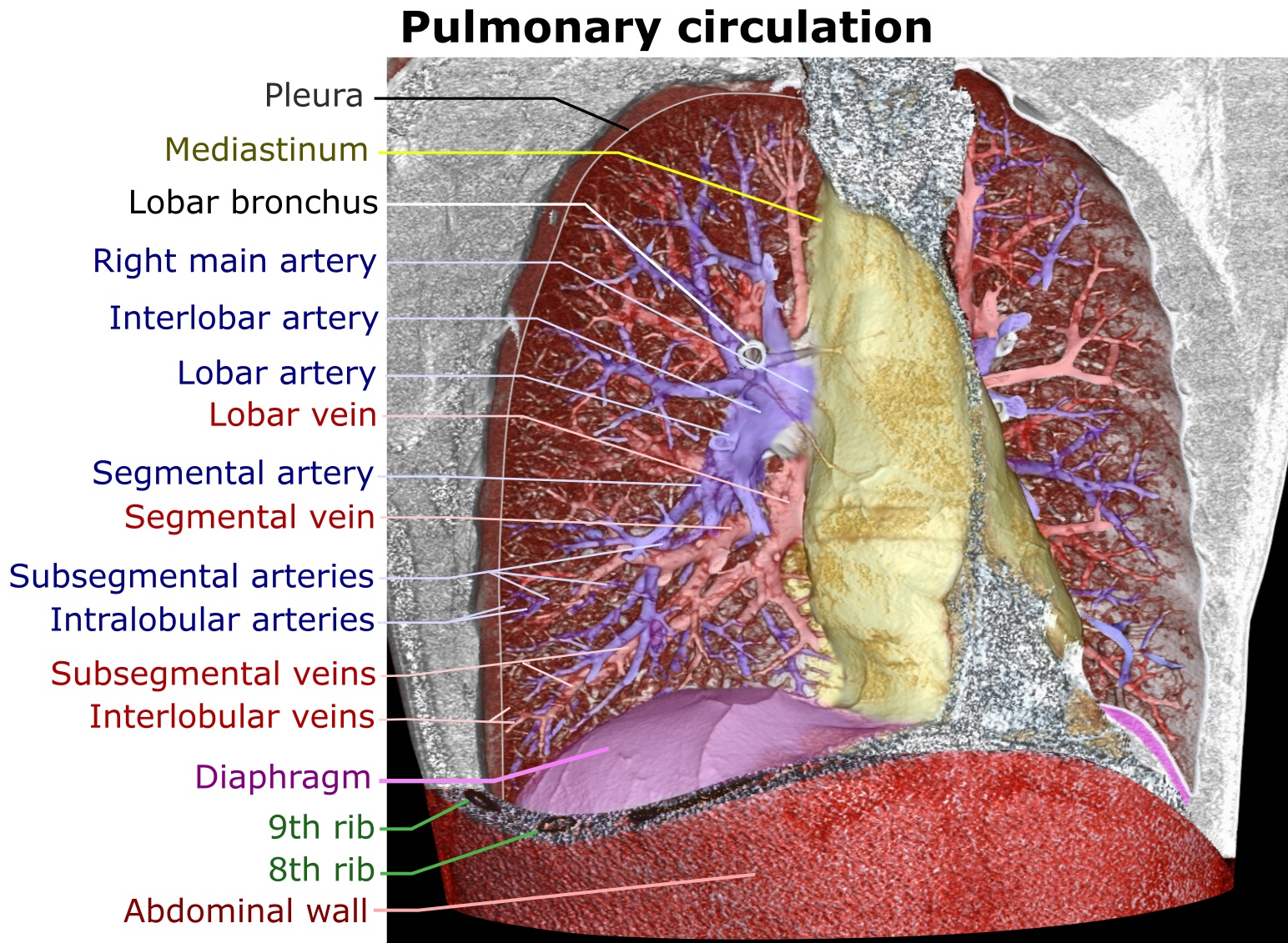 File:3D CT of thorax, annotated.jpg - Wikipedia