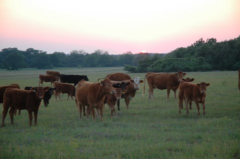 File:4-16-08 counsil ranch Dianes 164.jpg