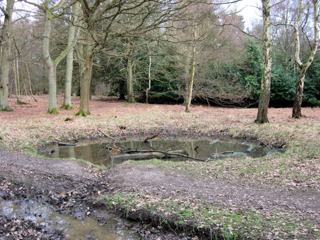 A Round Woodland Pond at Ashridge - geograph.org.uk - 1193810