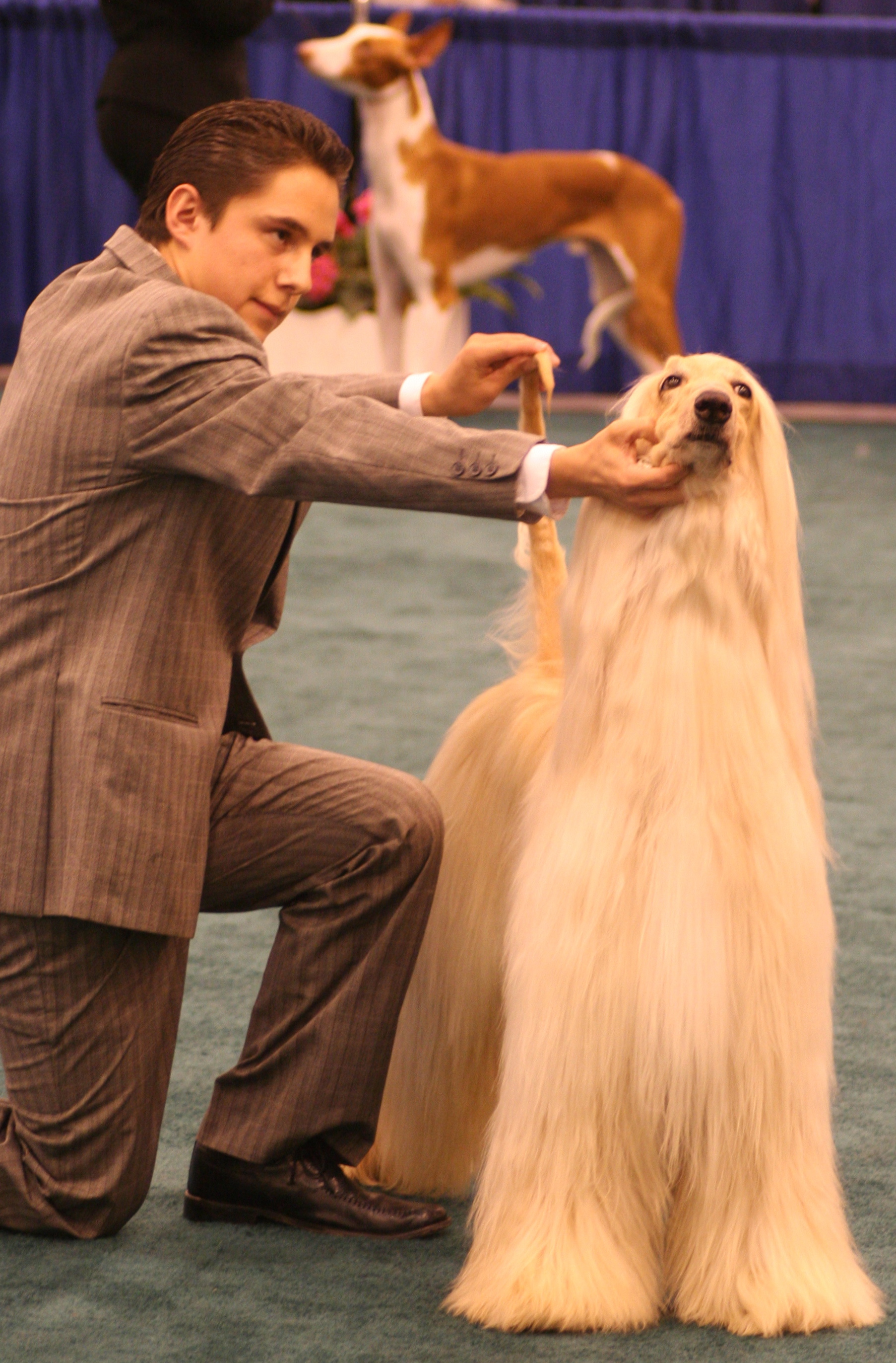 Grandes Hitos en las Competencias Caninas