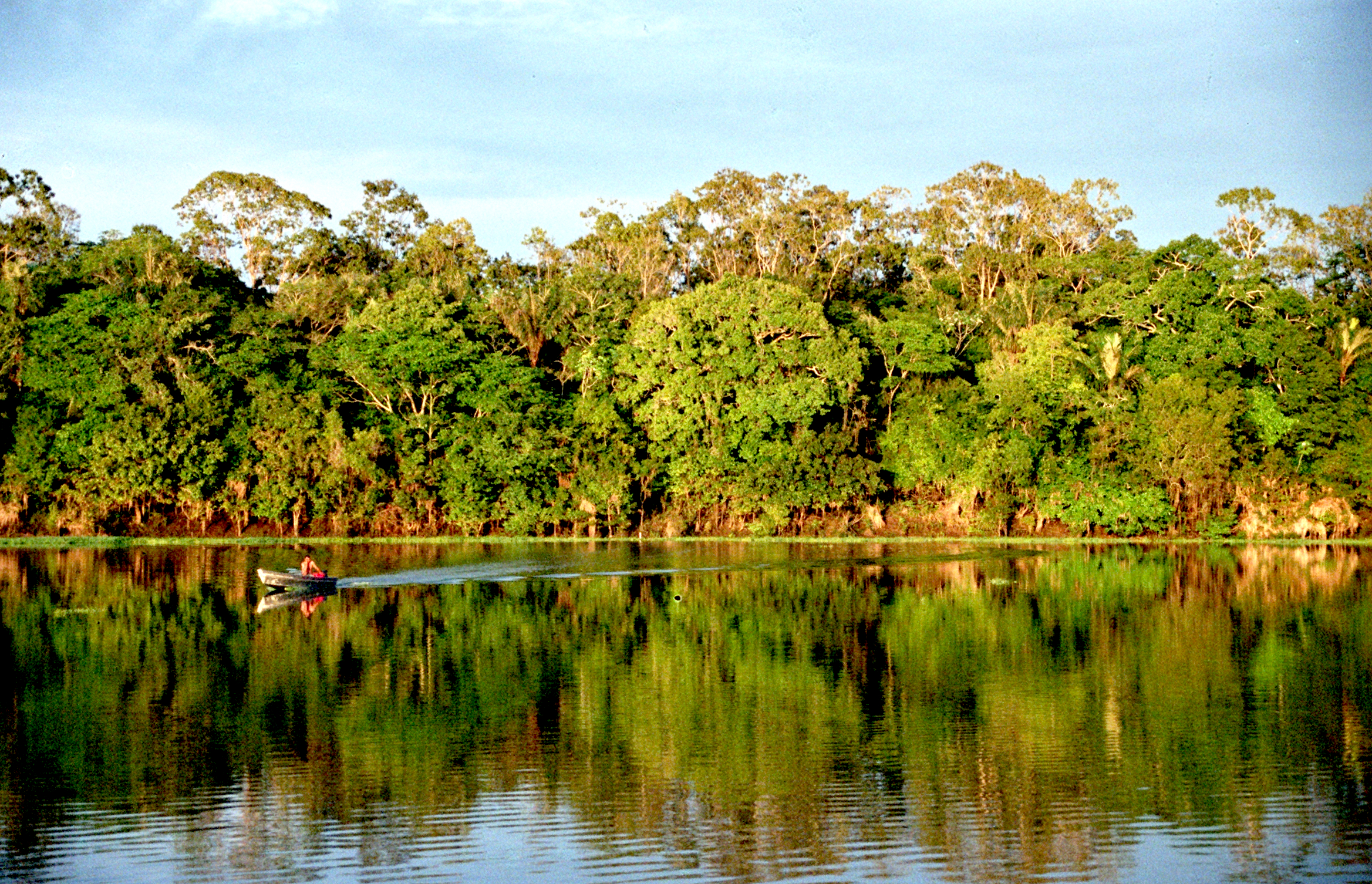 Ficheiro:Amazonia.jpg – Wikipédia, a enciclopédia livre