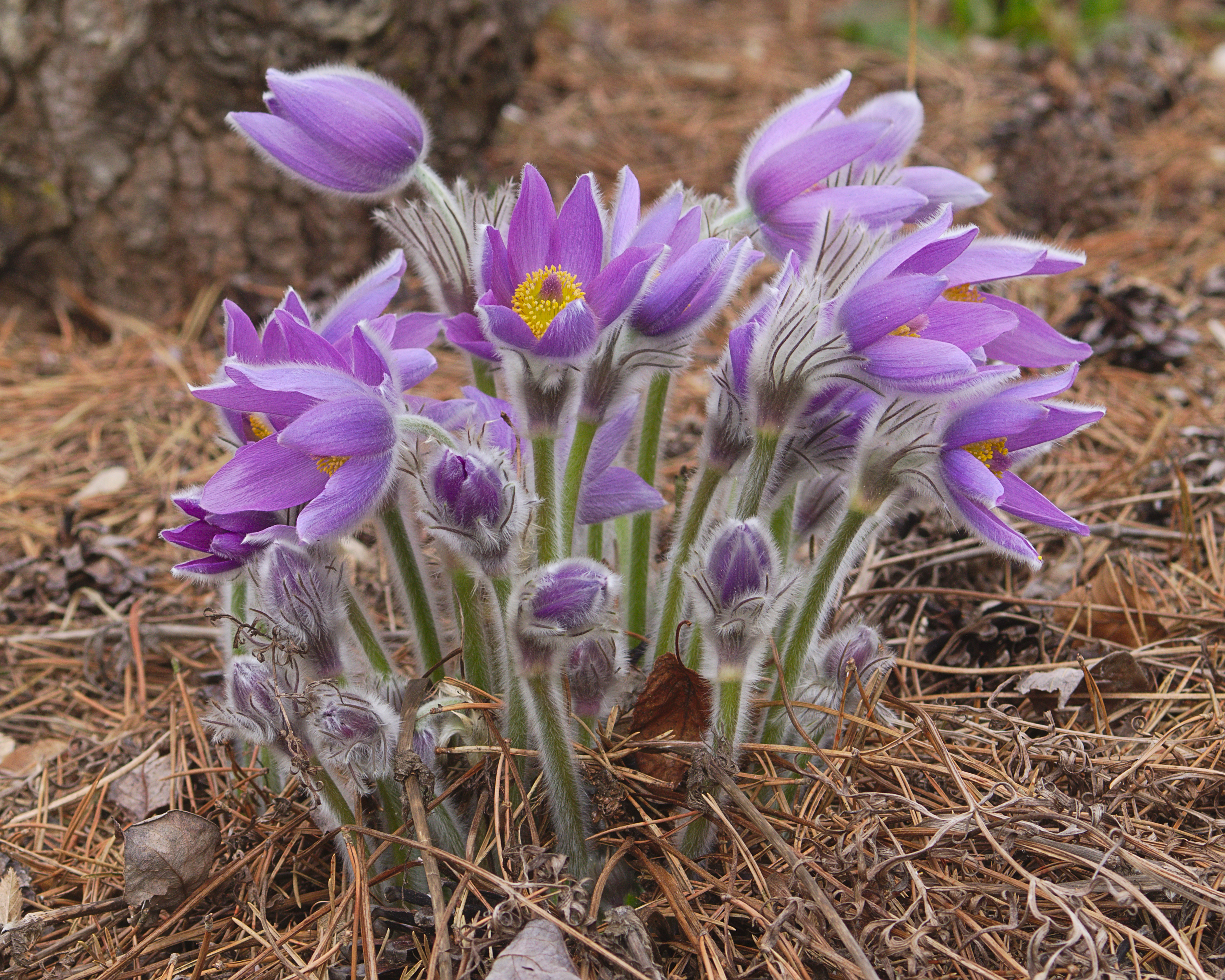 Прострел Альпийский (Pulsatilla Alpina)