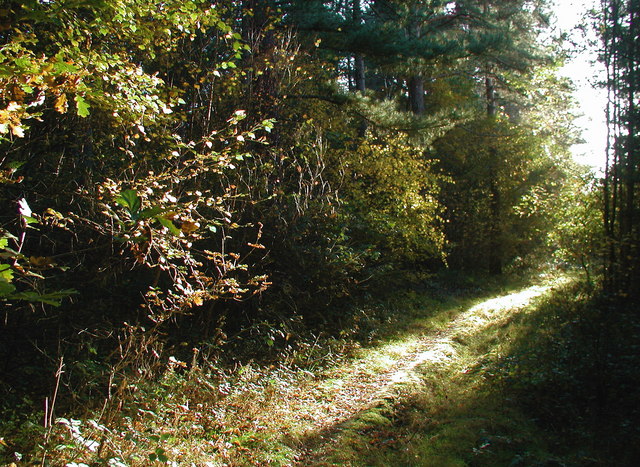 File:Bishop Wood, Cawood - geograph.org.uk - 606803.jpg