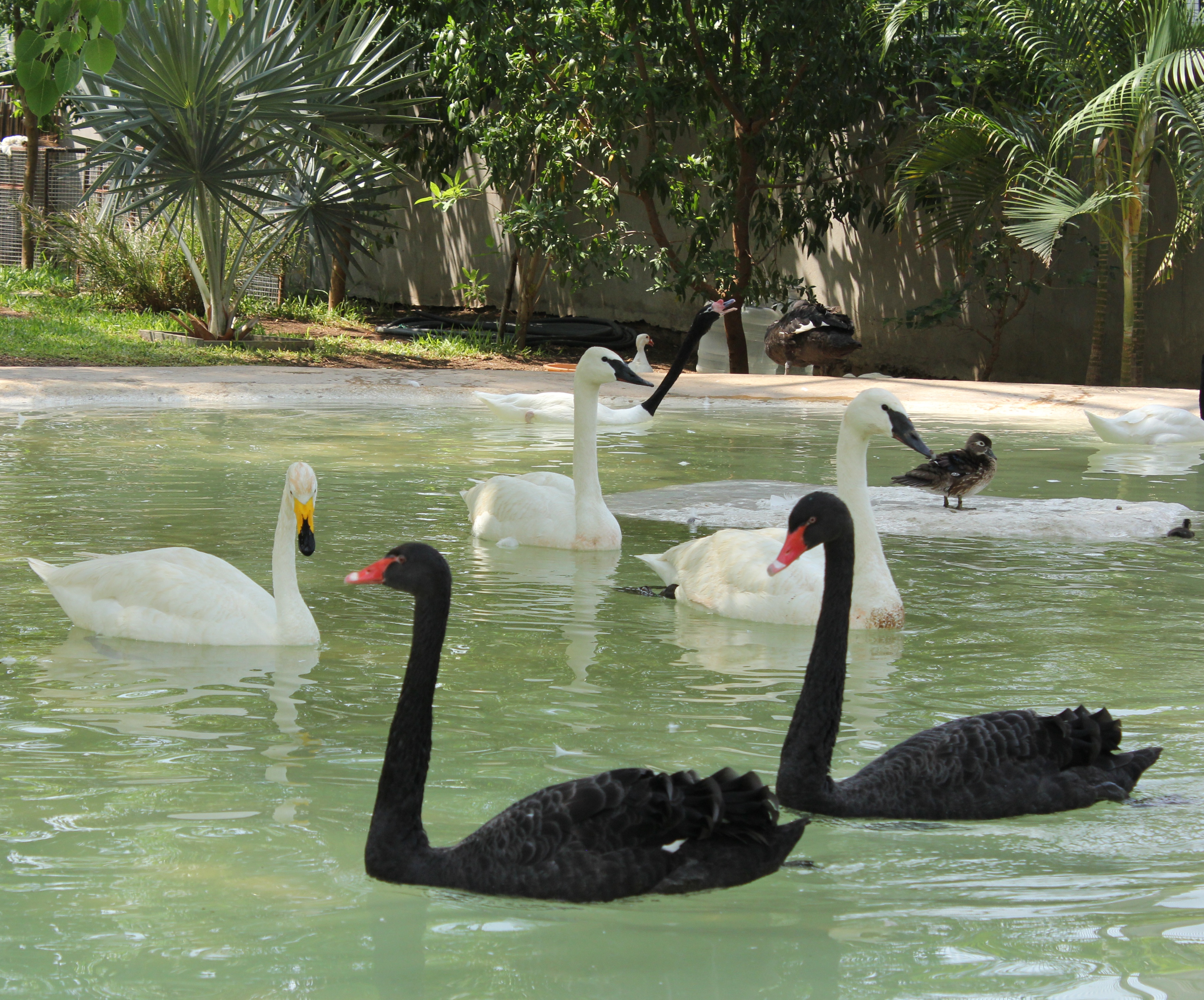 black and white swans