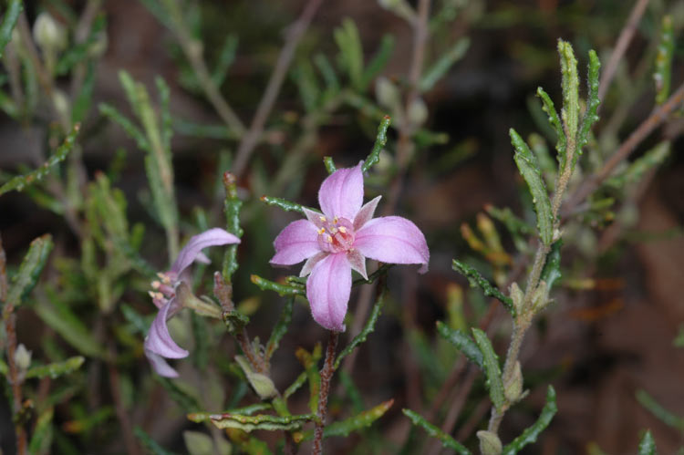 File:Boronia repanda.jpg