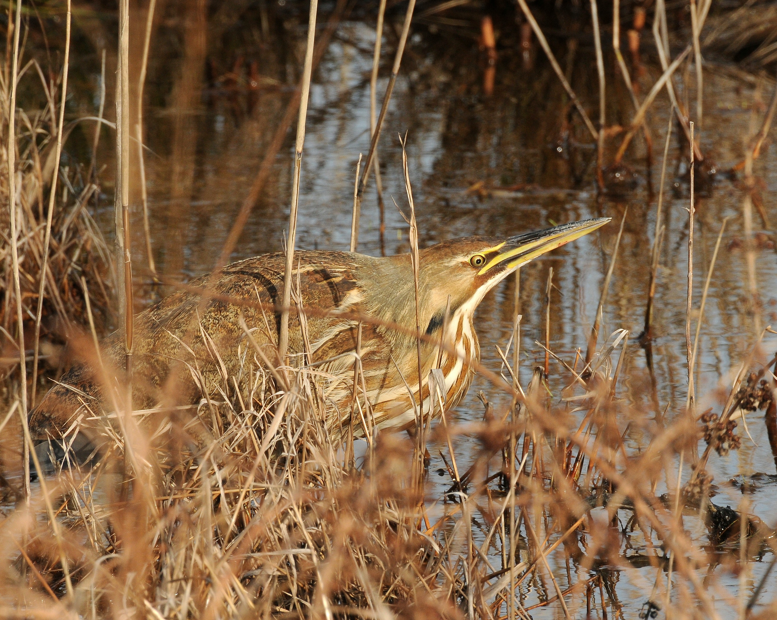 Botaurus lentiginosus Forsythe NWR.jpg