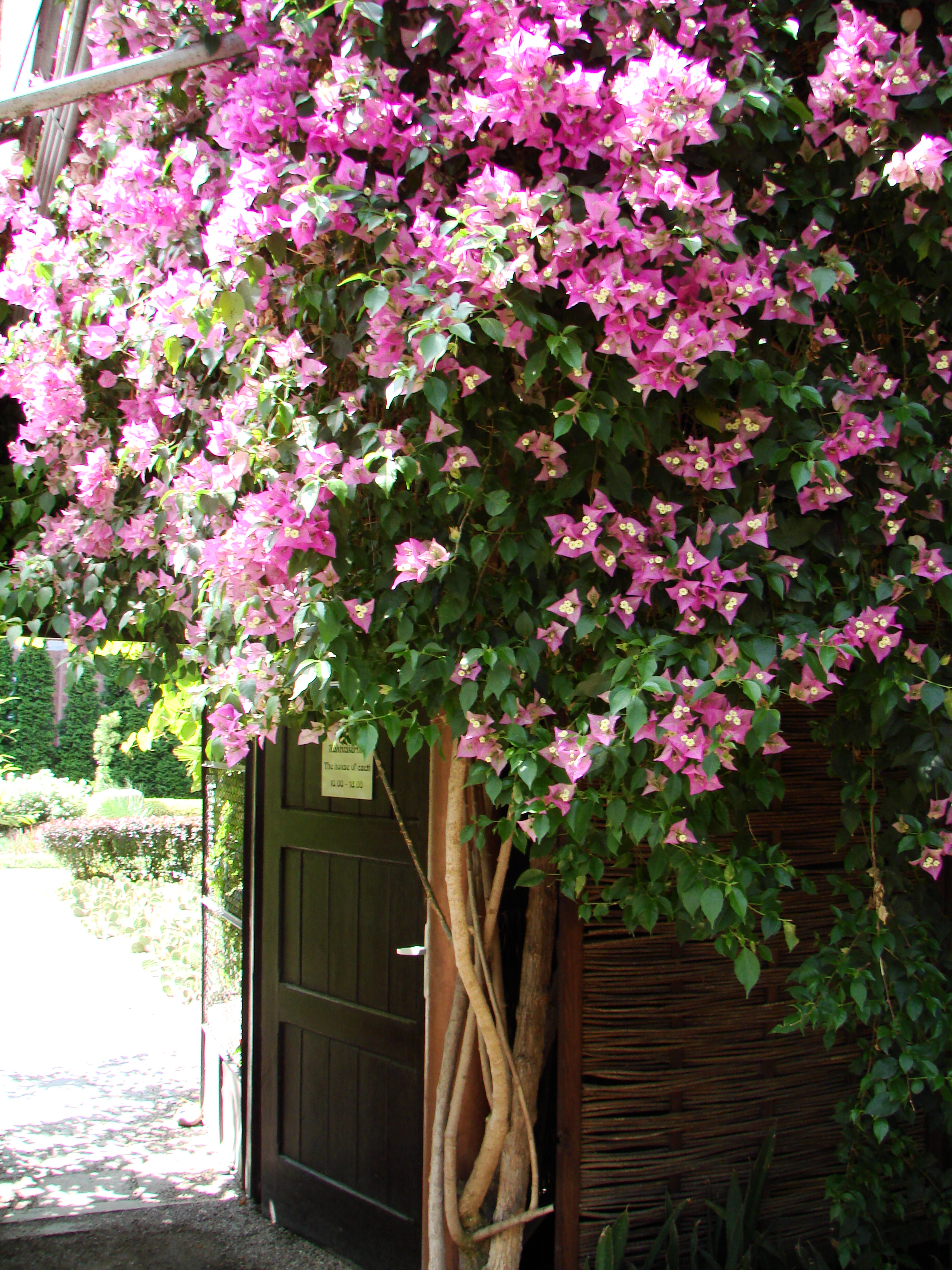 Bougainvillea_glabra_%28BG_Wroclaw%29 1