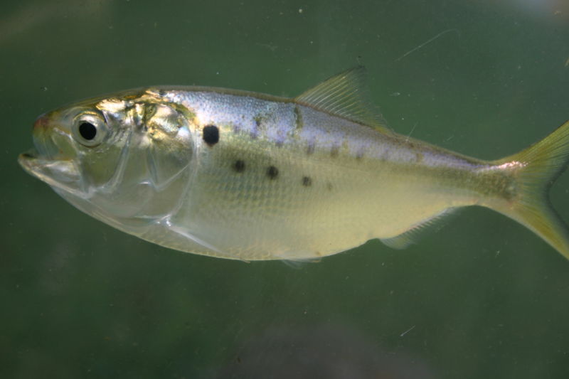 Atlantic menhaden - Wikipedia