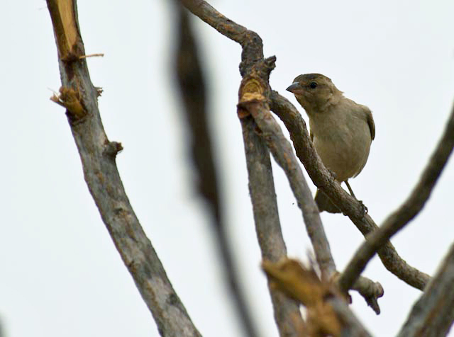 File:Bush Petronia.jpg